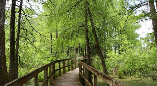 The One Loop Trail In Louisiana That’s Perfect For A Short Day Hike, No Matter What Time Of Year
