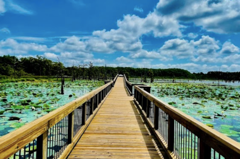 The View From This Little-Known Overlook In Louisiana Is Almost Too Beautiful For Words