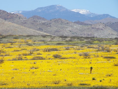 Nothing Says Spring Quite Like A Trip To The Annual Arizona Poppy Festival This April
