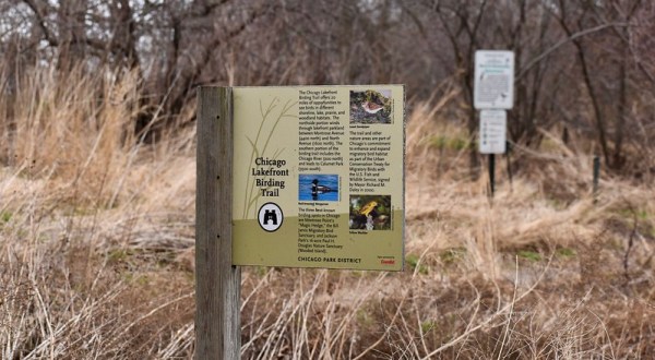 One Of The Most Magical Places To Spot Migratory Songbirds In Illinois Is Montrose Point Bird Sanctuary
