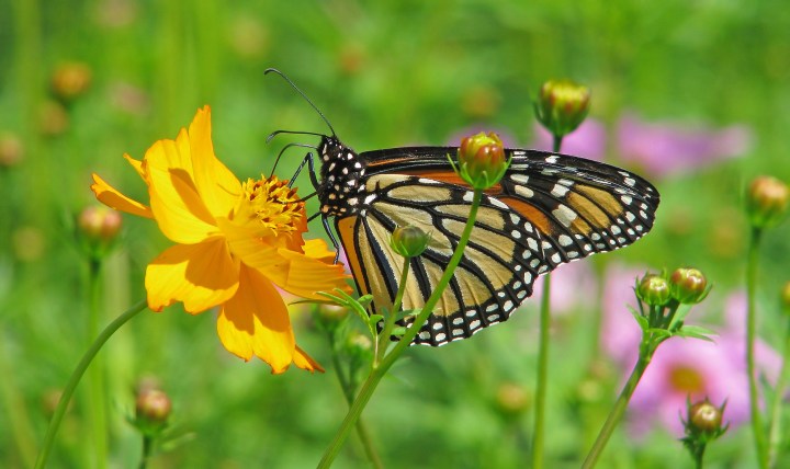 monarch butterflies in Kansas