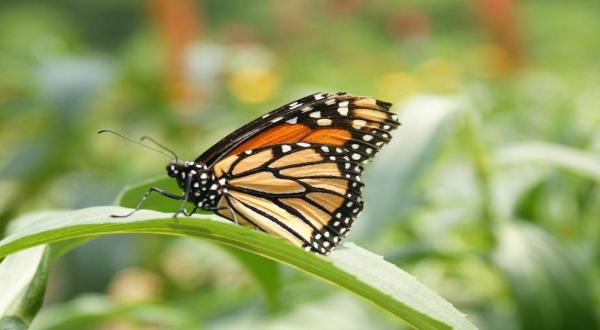 Millions Of Monarch Butterflies Are Headed Straight For Kansas This Spring