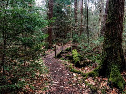 Enjoy A Contemplative Stroll In An Old-Growth Forest Along This Underrated Trail In Pennsylvania