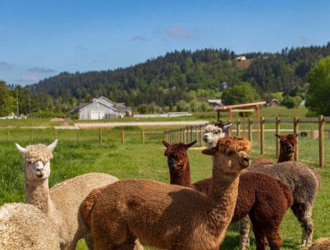 This Spring, Spend The Day With Adorable Llamas And Pigs At Triskelee Farm In Oregon