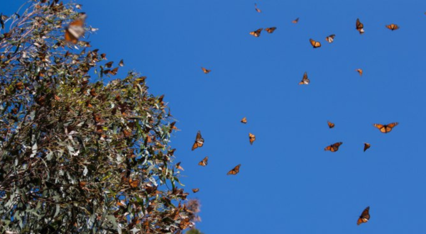 Millions Of Monarch Butterflies Are Headed Straight For Georgia This Spring