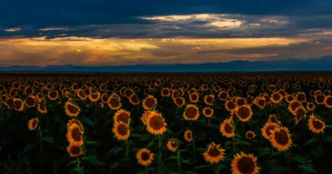 A Trip To Denver's Neverending Sunflower Field Will Make Your Spring Complete
