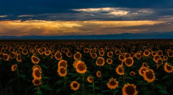 A Trip To Denver’s Neverending Sunflower Field Will Make Your Spring Complete