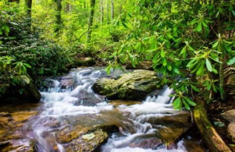 If There Are Only 5 Family Hikes You Ever Take In North Carolina, Follow These Easy Trails
