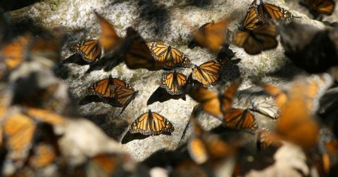 Millions Of Monarch Butterflies Are Headed Straight For New York This Spring