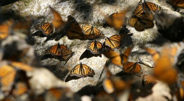 Millions Of Monarch Butterflies Are Headed Straight For New York This Spring