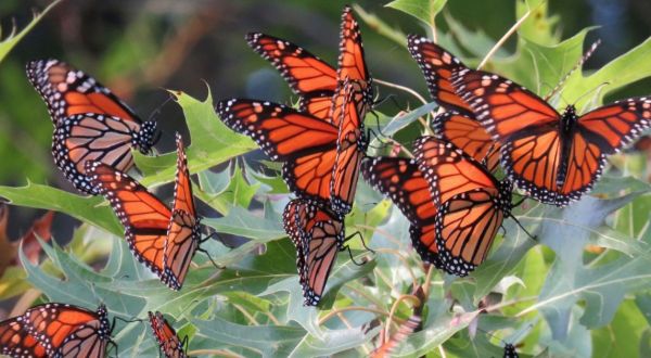 Millions Of Monarch Butterflies Are Headed Straight For Florida This Spring