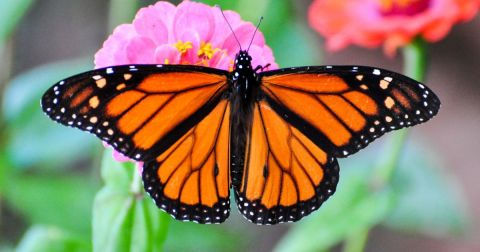 Millions Of Monarch Butterflies Are Headed Straight For Iowa This Spring