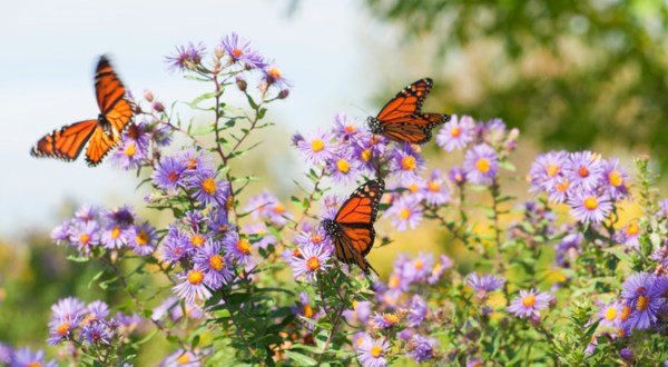 Up To 300 Million Monarch Butterflies Are Headed Straight For South Carolina This Spring