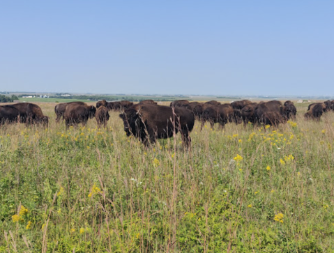 The Breathtaking Park In Minnesota Where You Can Watch Bison Roam