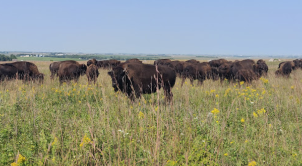 The Breathtaking Park In Minnesota Where You Can Watch Bison Roam