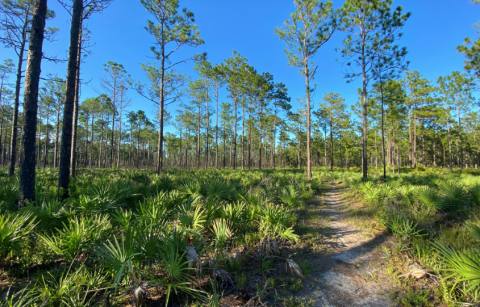 The One Loop Trail In Florida That's Perfect For A Short Day Hike, No Matter What Time Of Year