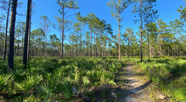 The One Loop Trail In Florida That’s Perfect For A Short Day Hike, No Matter What Time Of Year