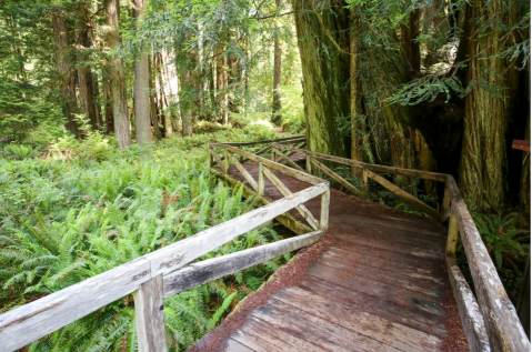 Northern California's Most Easily Accessible Redwood Grove Is Hiding In Plain Sight At Prairie Creek State Park