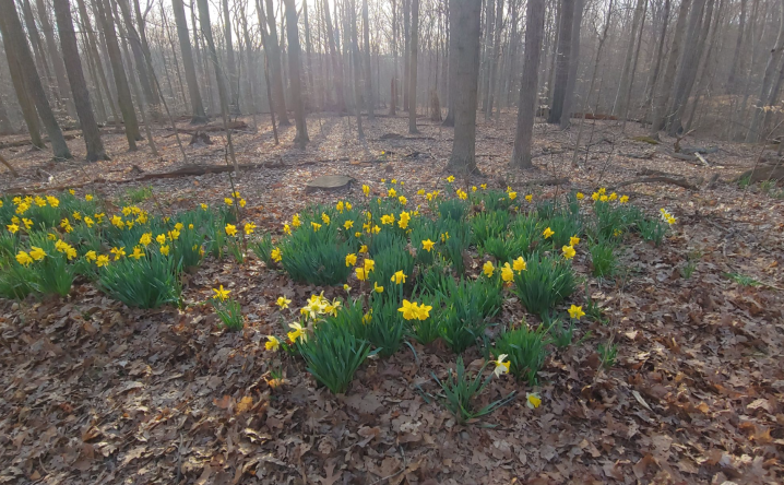 daffodil trail in Ohio
