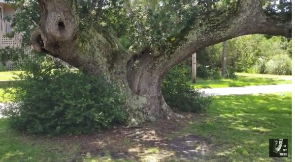 The Legend Of The Witch Tree In North Carolina May Send Chills Down Your Spine