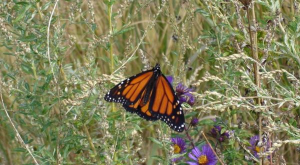Thousands Of Monarch Butterflies Are Headed Straight For Colorado This Spring