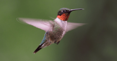 Keep Your Eyes Peeled, Thousands Of Hummingbirds Are Headed Right For Mississippi During Their Migration This Spring