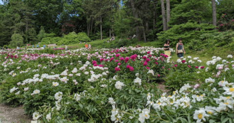 9 Easy And Beautiful Spring Hikes Everyone In Michigan Will Love