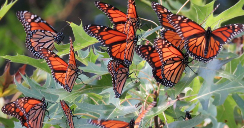 Up To 200 Million Monarch Butterflies Are Headed Straight For Illinois This Spring