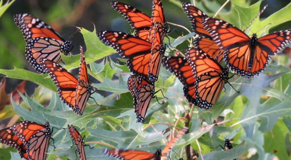 Up To 200 Million Monarch Butterflies Are Headed Straight For Illinois This Spring