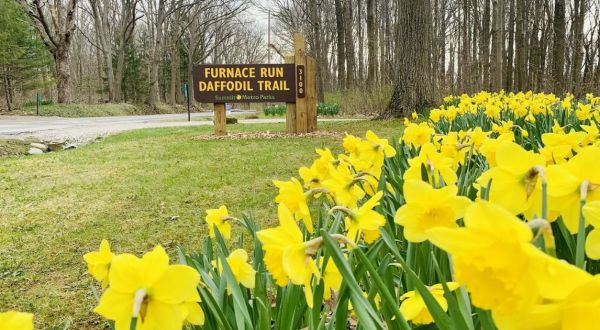 Surround Yourself With Yellow Blooms When You Take An Early Spring Hike On The Daffodil Trail In Ohio