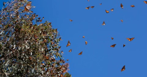 Millions Of Monarch Butterflies Are Headed Straight For North Carolina This Spring