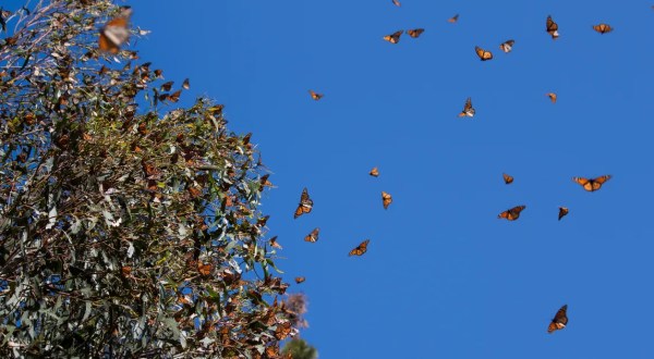 Millions Of Monarch Butterflies Are Headed Straight For North Carolina This Spring