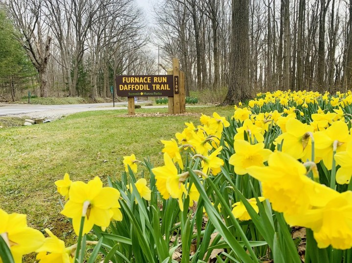 daffodil trail in Ohio
