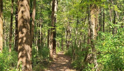 Enjoy A Contemplative Stroll In An Old-Growth Forest Along This Underrated Trail In Illinois