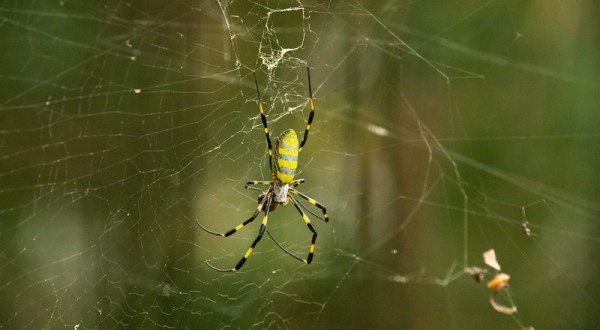 Be On The Lookout For A New Invasive Species Of Spider In Rhode Island This Year