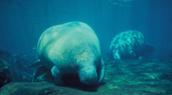 We Bet You Didn’t Know That Florida Was Home To One Of The Only Legal Places To Swim With Manatees In North America