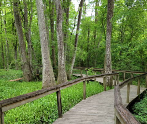 The 1.2 Mile Hike Around The Bluebonnet Swamp In Louisiana Is Short And Sweet