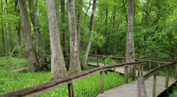 The 1.2 Mile Hike Around The Bluebonnet Swamp In Louisiana Is Short And Sweet