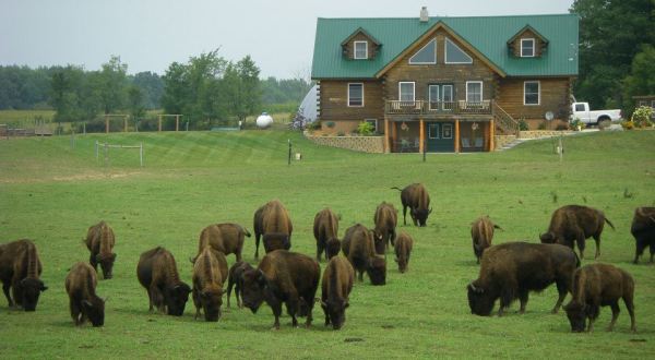This Bison Ranch Bed & Breakfast In Michigan Is The Ultimate Countryside Getaway