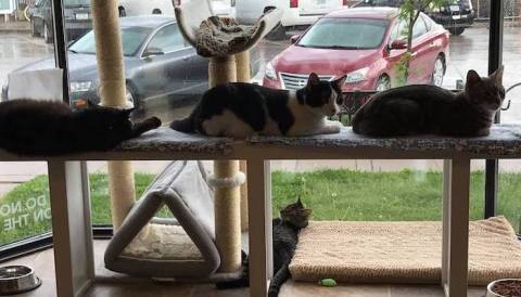 Order Coffee And A Snack While You Play With Kitties At This Only-In-Iowa Coffee Shop