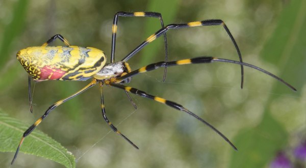 Be On The Lookout For A New Invasive Species Of Spider In Virginia This Year