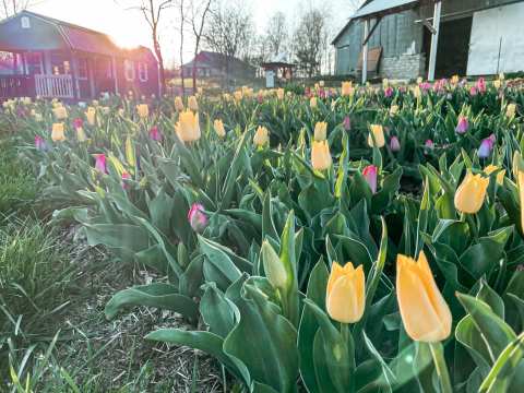 A Trip To Missouri's Neverending Tulip Field Will Make Your Spring Complete
