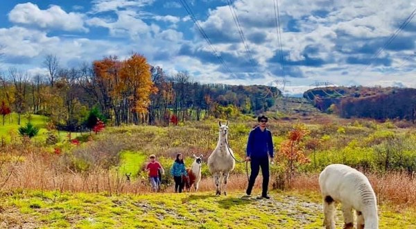 You’ll Never Forget A Visit To Clover Brooke Farm, A One-Of-A-Kind Farm Filled With Alpacas In New York