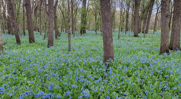 Hike Through A Sea Of Bluebells Along The Hidden Acres Park Loop In Illinois