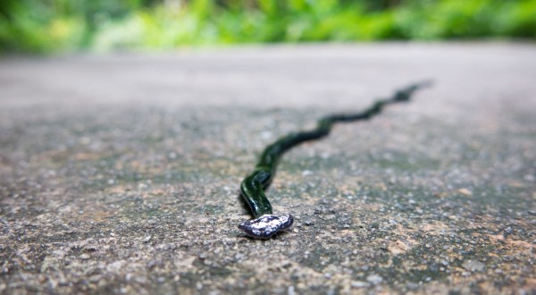 Be On The Lookout For A New Invasive Species Of Worm In Louisiana This Year