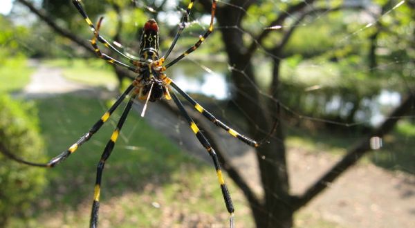 Be On The Lookout For A New Invasive Species Of Spider In Pennsylvania This Year