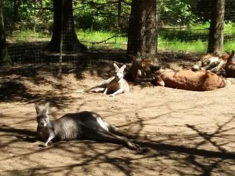 Play With Kangaroos At The Outback Kangaroo Farm, Then Explore Haller Park In Washington