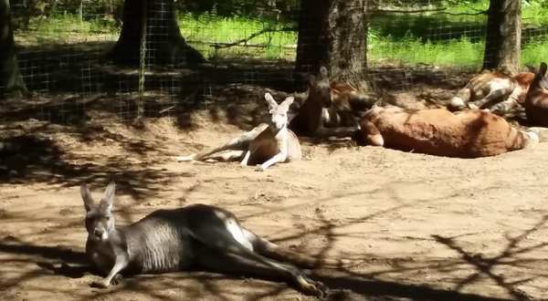 Play With Kangaroos At The Outback Kangaroo Farm, Then Explore Haller Park In Washington
