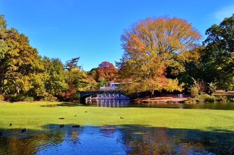 Play With The Swans At Prospect Park, Then Explore The Brooklyn Botanic Garden In New York