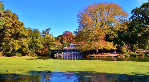Play With The Swans At Prospect Park, Then Explore The Brooklyn Botanic Garden In New York